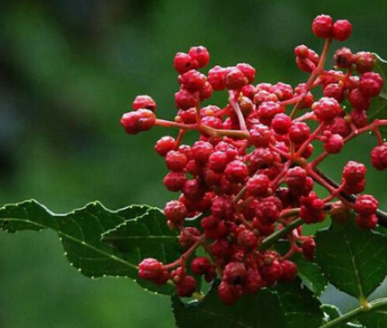 扶贫工作动态(第124期)